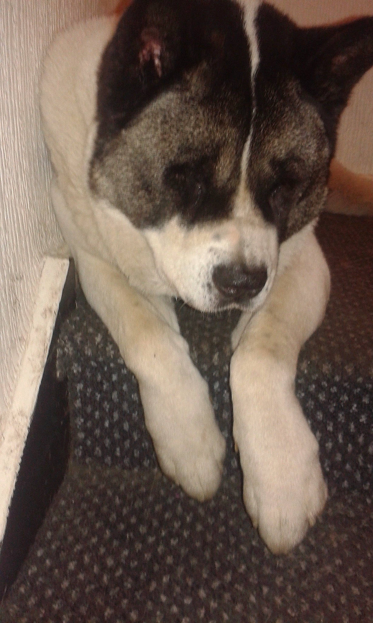 Deisal joined the competition — help win amazing prizes! bored, canidae, carnivore, claw, companion_dog, dog, dog_breed, fawn, fur, non_sporting_group, paw, puppy, puppy_love, sporting_group, tail, terrestrial_animal, waste_container, whiskers, working_animal, working_dog