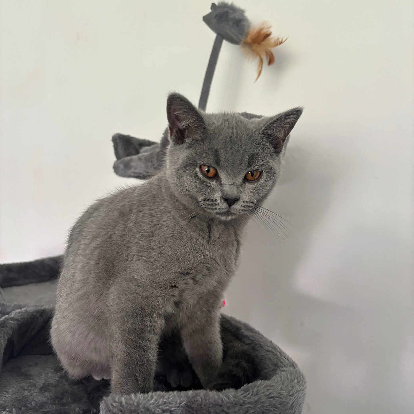 Missy joined the competition — help win amazing prizes! abyssinian, alloywheel, angora, animal, blackcat, car, carwheel, cat, gray, kitten, machine, manx, pet, rat, rodent, spoke, tire, transportation, vehicle, wheel