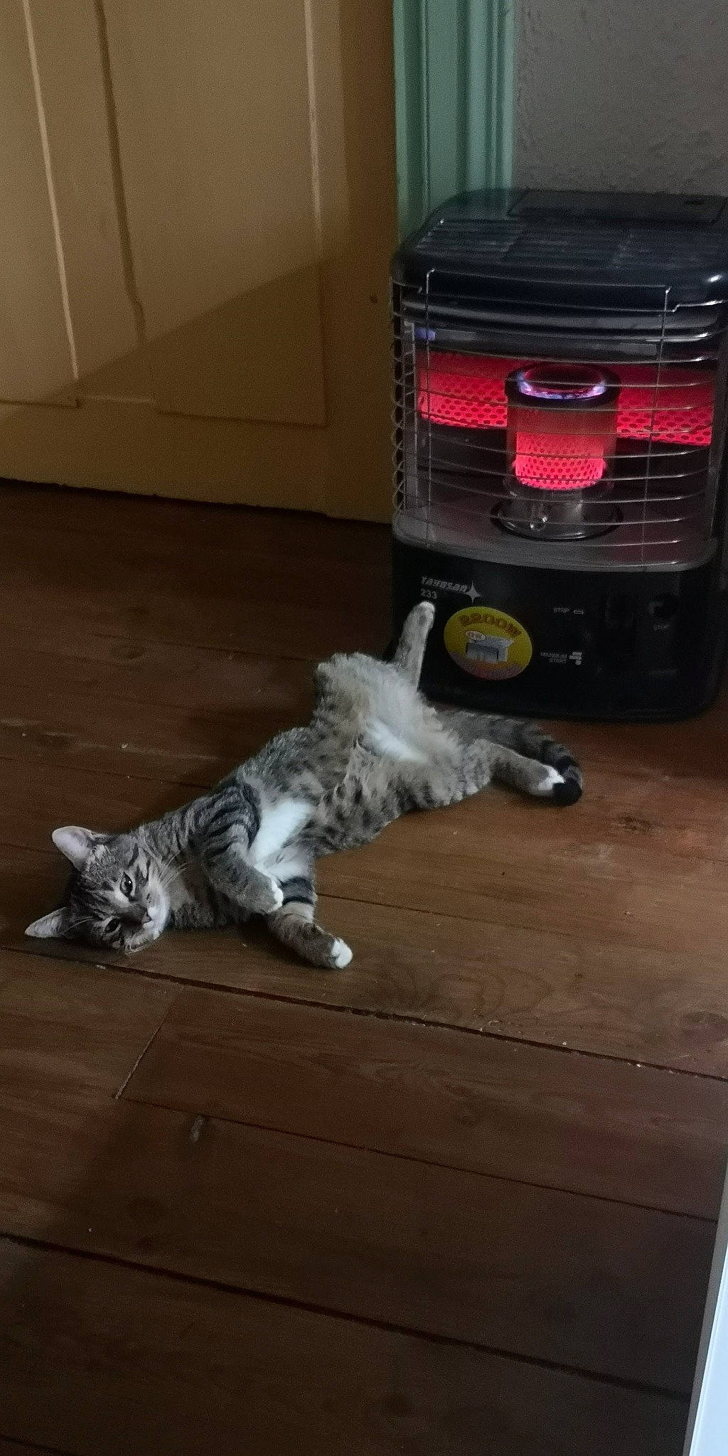 Nimois a rejoint le concours — aidez-le/la à gagner de superbes lots ! automotive_exterior, automotive_lighting, automotive_tail_brake_light, automotive_tire, bumper, carnivore, cat, dog_breed, felidae, fender, floor, flooring, gas, hardwood, laminate_flooring, tail, vehicle_door, whiskers, wood, wood_flooring