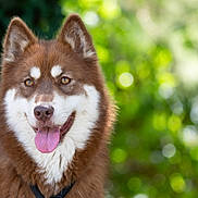 Shüken a rejoint le concours — aidez-le/la à gagner de superbes lots ! dog, canine, pet, outdoor, nature, tongue_out, happy, fluffy, brown, white, fur, ears, portrait, closeup, animal, mammal, summer, sunlight, greenery, collar