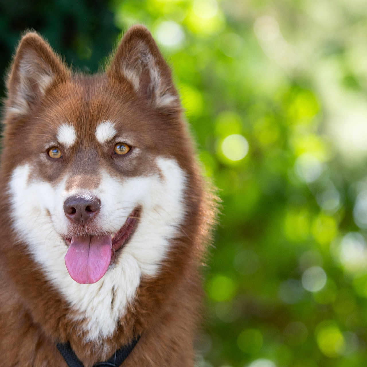 Shüken a rejoint le concours — aidez-le/la à gagner de superbes lots ! animal, brown, canine, closeup, collar, dog, ears, fluffy, fur, greenery, happy, mammal, nature, outdoor, pet, portrait, summer, sunlight, tongue_out, white