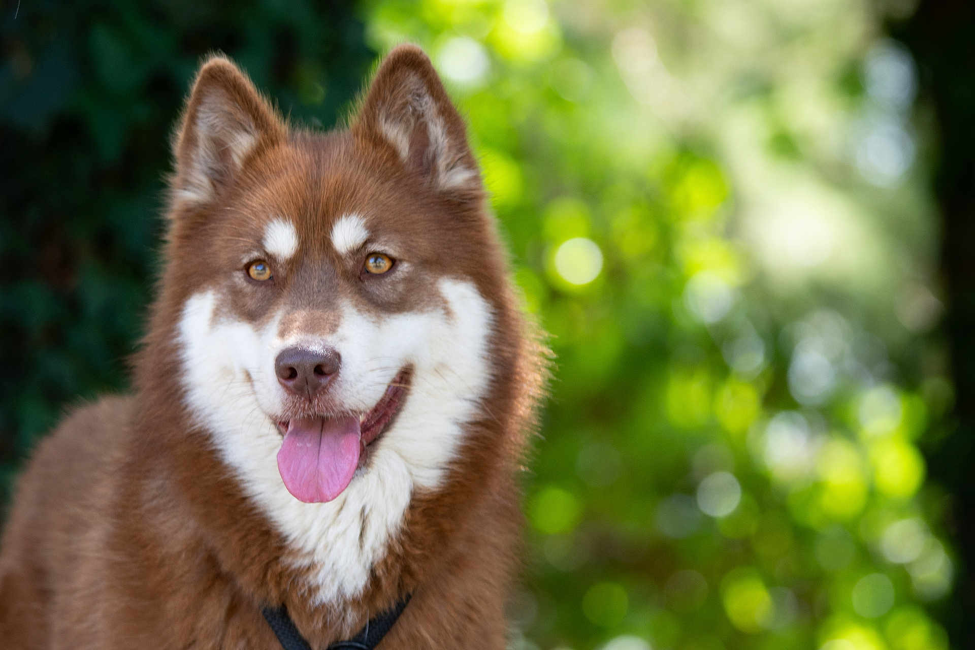 Shüken a rejoint le concours — aidez-le/la à gagner de superbes lots ! dog, canine, pet, outdoor, nature, tongue_out, happy, fluffy, brown, white, fur, ears, portrait, closeup, animal, mammal, summer, sunlight, greenery, collar