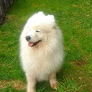 Nounours a rejoint le concours — aidez-le/la à gagner de superbes lots ! dog, samoyed, white_dog, fluffy, grass, outdoor, pet, animal, tongue_out, garden, fence, greenery, nature, standing, mammal, cute, happy, canine, yard, daylight