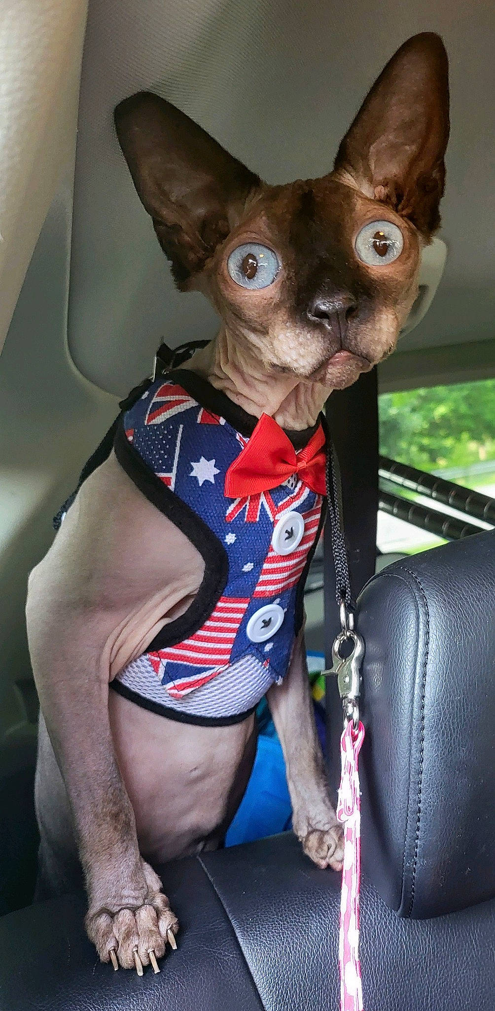 Hershey is registered to the contest to win money with this photo: canidae, carmine, carnivore, chest, chihuahua, companion_dog, costume, dog, dog_breed, dog_supply, electric_blue, fawn, fur, human_leg, personal_protective_equipment, snout, sportswear, thigh, toy_dog, whiskers