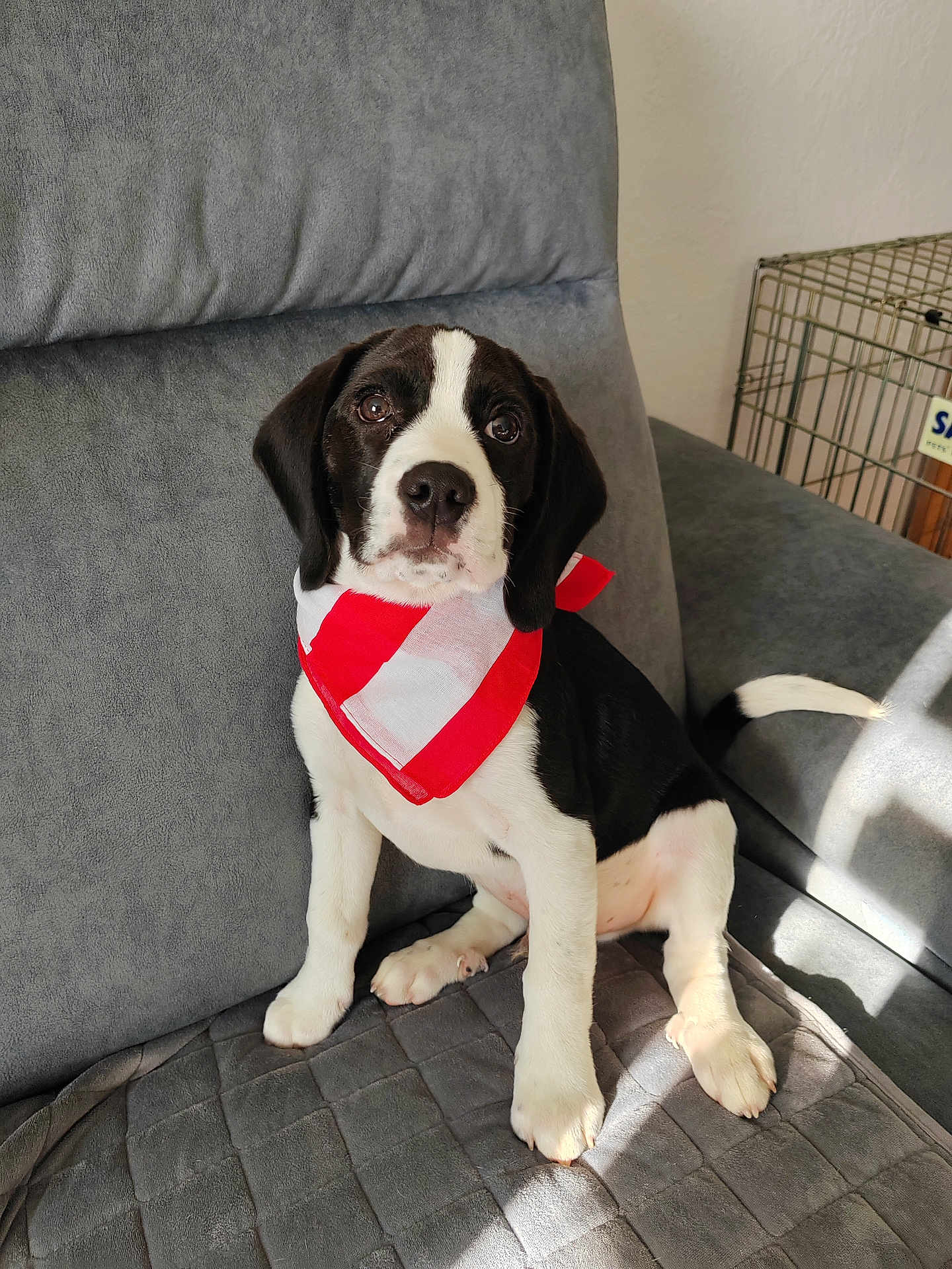 Arlo a rejoint le concours — aidez-le/la à gagner de superbes lots ! puppy, dog, black, white, bandana, red, white_stripes, couch, gray, blanket, indoor, sunlight, pet, cute, sitting, ears, tail, wall, crate, floor