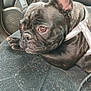 accessories, animal, belt, bostonbull, boxer, bulldog, canine, dog, frenchbulldog, pet, pitbull, pug, puppy