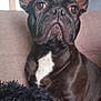 adult, animal, boxer, bulldog, canine, couch, dog, female, frenchbulldog, furniture, head, male, man, person, pet, pitbull, puppy, skin, tattoo, woman