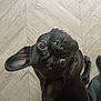 animal, bulldog, canine, dog, frenchbulldog, hardwood, indoors, interiordesign, person, pet, pitbull, pug, puppy, wood