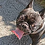 animal, bodypart, bostonbull, boxer, bulldog, canine, dog, frenchbulldog, grass, mouth, person, pet, pitbull, plant, pug, puppy, road, rock, soil, tongue