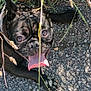 animal, bodypart, bostonbull, boxer, bulldog, canine, dog, frenchbulldog, grass, mouth, person, pet, pitbull, plant, pug, puppy, rock, soil, teeth, tongue