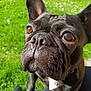 animal, boxer, bulldog, canine, dog, frenchbulldog, pet, pitbull, puppy, snout