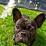 animal, ball, baseball, baseballball, boxer, bulldog, canine, dog, field, flower, frenchbulldog, grass, grassland, nature, outdoors, pet, pitbull, plant, puppy, sport