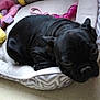 animal, bed, bulldog, canine, couch, cushion, dog, food, frenchbulldog, fruit, furniture, homedecor, pear, person, pet, plant, produce, pug, puppy, sleeping