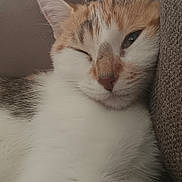 Hazel a rejoint le concours — aidez-le/la à gagner de superbes lots ! abyssinian, angora, animal, architecture, armchair, cat, chair, couch, cushion, furniture, hardwood, homedecor, kitten, linen, manx, person, pet, siamese, sleeping, wood