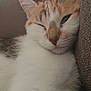 abyssinian, angora, animal, architecture, armchair, cat, chair, couch, cushion, furniture, hardwood, homedecor, kitten, linen, manx, person, pet, siamese, sleeping, wood