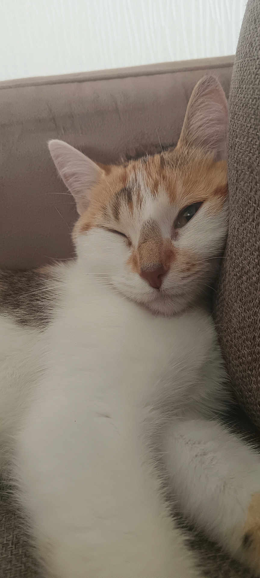 Hazel