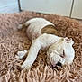 Unter participe au concours pour gagner de l'argent avec cette photo : puppy, dog, sleeping, bed, fluffy, cozy, indoor, pet, cute, resting, fur, animal, white, brown_spot, closeup, soft_light, peaceful, adorable, young, domestic