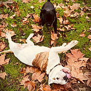 Unter a rejoint le concours — aidez-le/la à gagner de superbes lots ! dog, dogs, autumn, leaves, grass, playful, outdoor, pet, brown, white, black, tongue_out, nature, fall, fun, animal, canine, happy, collar, park
