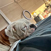 Unter participe au concours pour gagner de l'argent avec cette photo : animal, bottle, brown, bulldog, closeup, cozy, cute, dog, face, fur, home, indoors, pet, portrait, relaxed, resting, ring_light, sleeping, sunlight, white