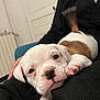 Unter participe au concours pour gagner de l'argent avec cette photo : puppy, dog, white, brown, pet, indoor, lap, person, resting, cute, adorable, tail, closeup, young, animal, companion, cozy, relaxed, face, furniture