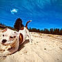 puppy, dog, beach, sand, playful, outdoor, blue_sky, cloud, trees, nature, sunny, animal, cute, pet, young_dog, canine, summer, daytime, landscape, fun