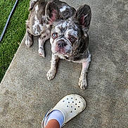Margo joined the competition — help win amazing prizes! animal, brindle, companion, concrete, croc, cute, dog, ear, face, foot, french_bulldog, grass, looking_up, outdoor, paw, pet, resting, sidewalk, sock, summer
