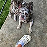 animal, brindle, companion, concrete, croc, cute, dog, ear, face, foot, french_bulldog, grass, looking_up, outdoor, paw, pet, resting, sidewalk, sock, summer