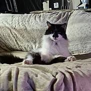 Boogerboog joined the competition — help win amazing prizes! black_and_white_cat, blanket, cat, couch, cozy, feline, fur, furniture, home_interior, indoor, long_haired_cat, looking_at_camera, paws, pet, portrait, relaxed, sitting, sleepy, sofa, whiskers