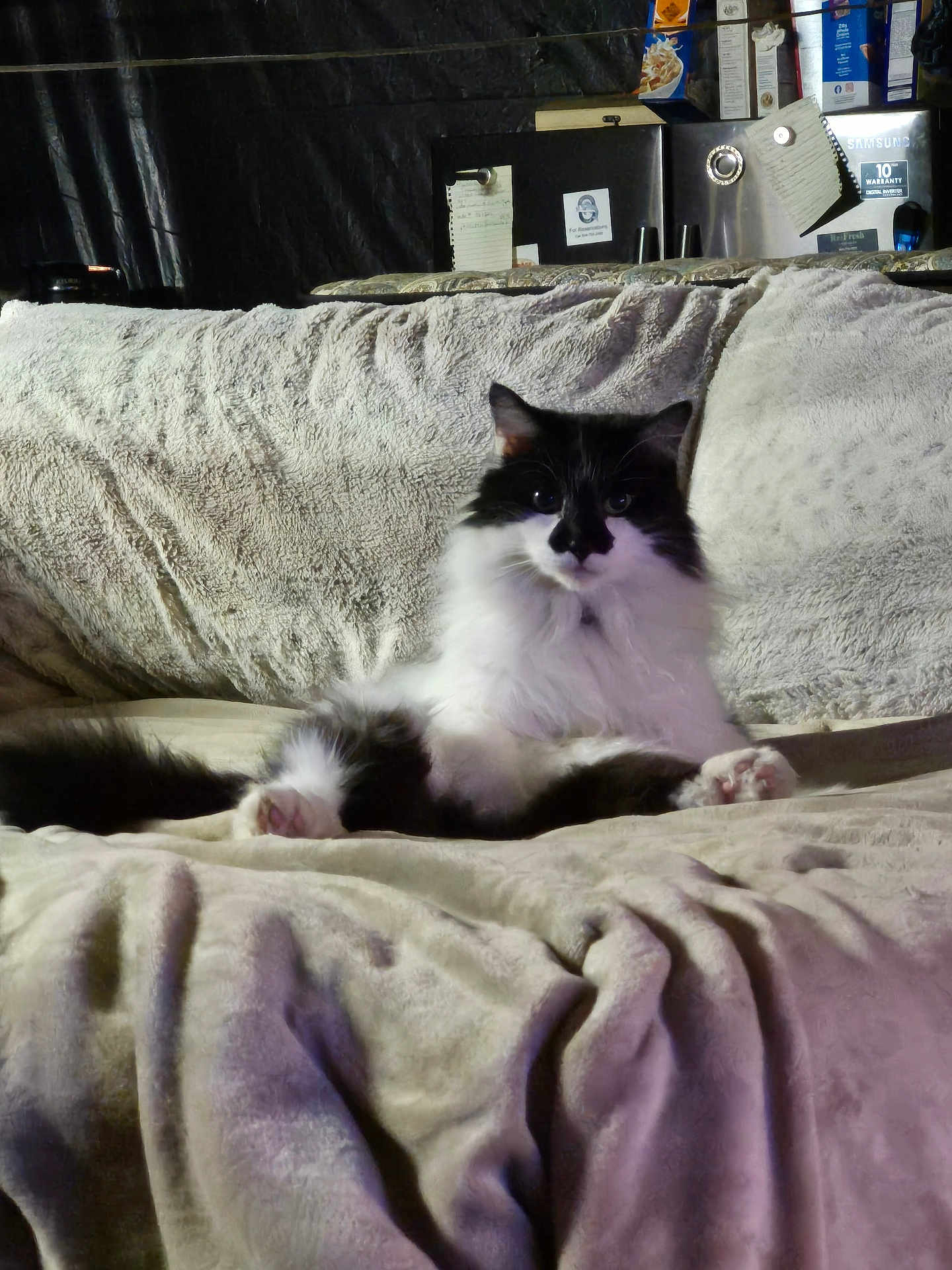 Boogerboog joined the competition — help win amazing prizes! black_and_white_cat, blanket, cat, couch, cozy, feline, fur, furniture, home_interior, indoor, long_haired_cat, looking_at_camera, paws, pet, portrait, relaxed, sitting, sleepy, sofa, whiskers