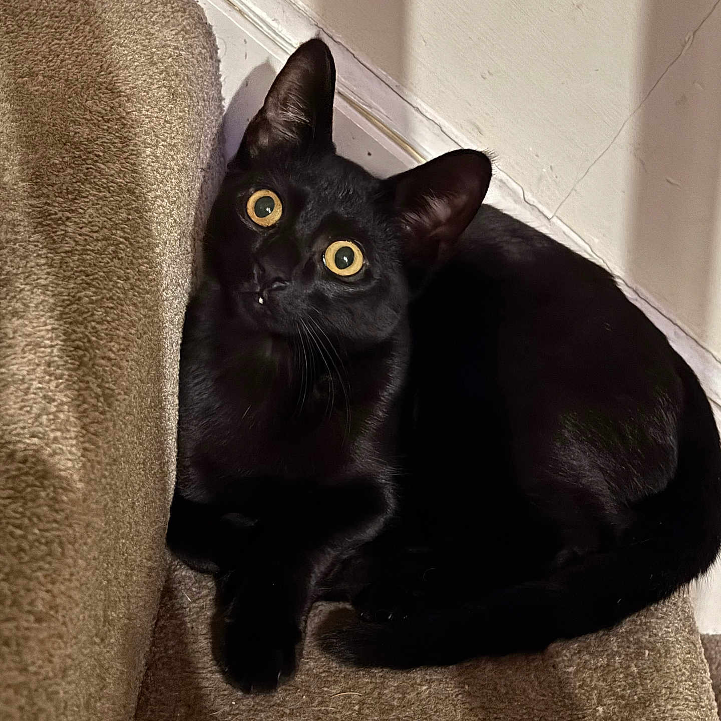 Dexter is registered to the contest to win money with this photo: animal, black_cat, carpet, cat, close_up, cozy, curious, cute, ears, feline, fur, golden_eyes, indoor, looking_up, pet, shadow, staircase, wall, whiskers, young_cat
