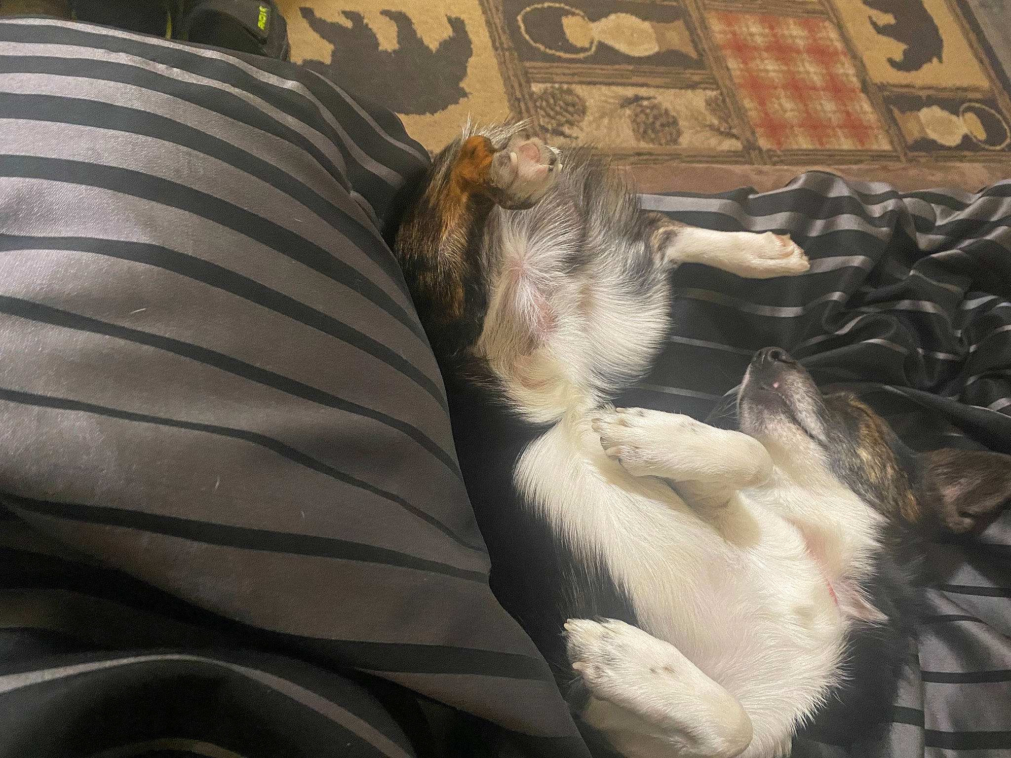 Sampson is registered to the contest to win money with this photo: canidae, carnivore, claw, comfort, companion_dog, dog, dog_breed, fawn, felidae, fur, human_leg, nap, paw, small_to_medium_sized_cats, sporting_group, tail, terrestrial_animal, toy_dog, whiskers