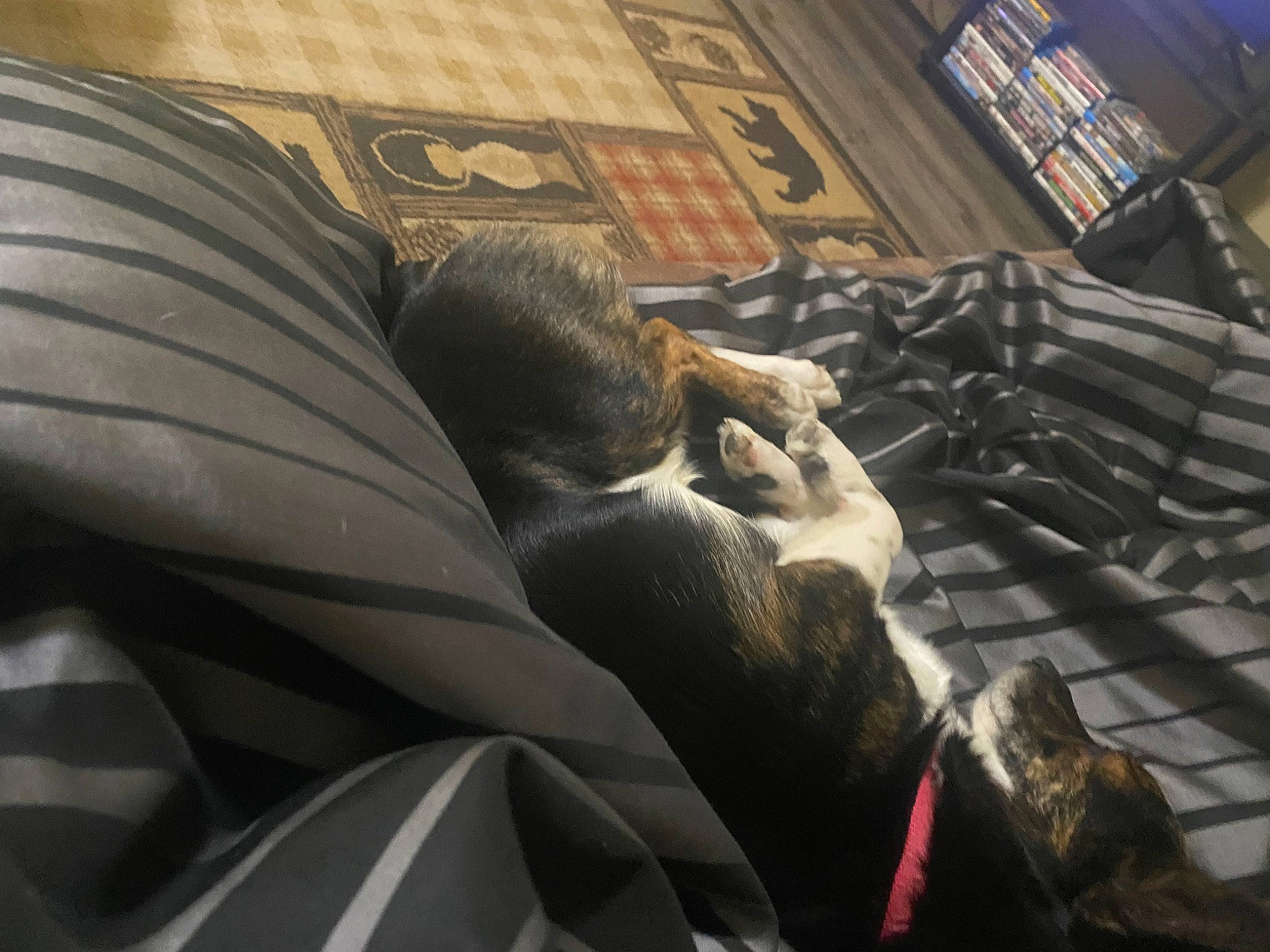 Sampson joined the competition — help win amazing prizes! auto_part, automotive_design, automotive_tire, automotive_wheel_system, car_seat_cover, city, comfort, feather, felidae, flooring, fur, grey, linens, metal, motor_vehicle, pattern, rim, sculpture, vehicle_door, wing