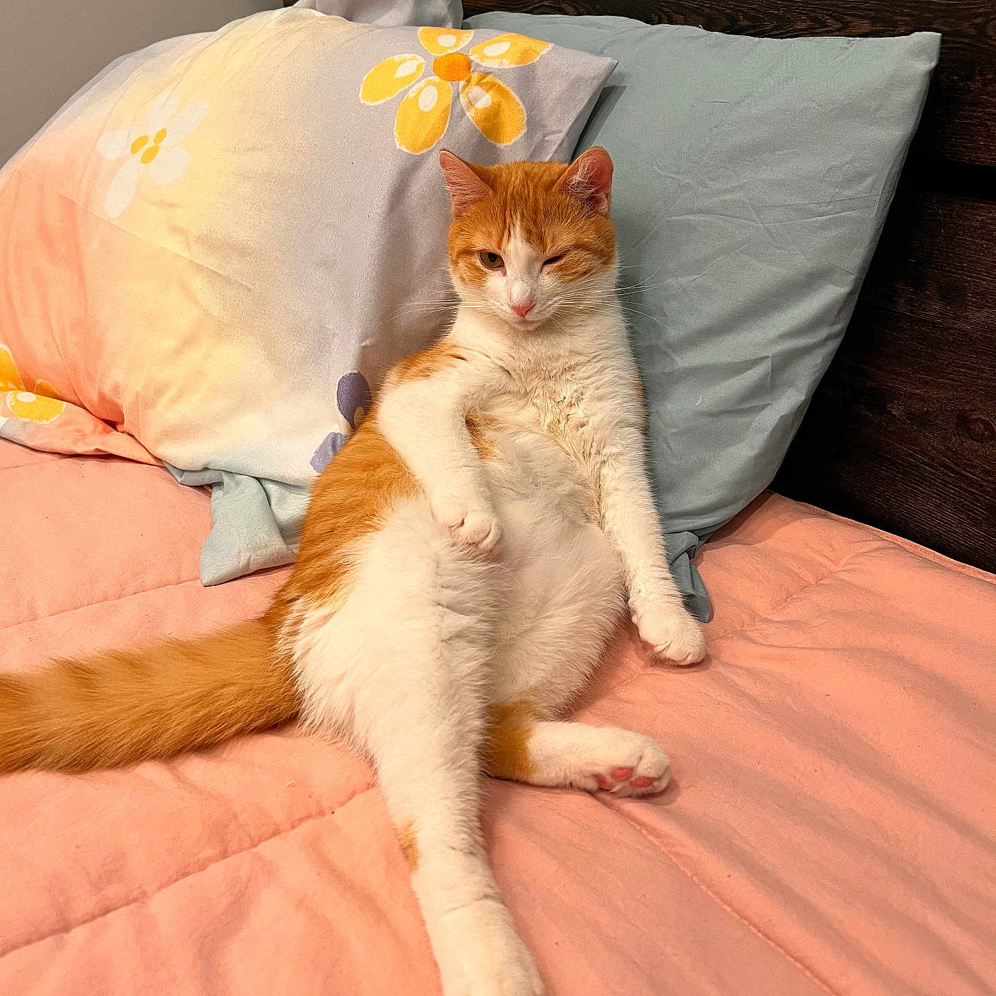 Reylun is registered to the contest to win money with this photo: animal, bed, cat, cozy, cute, domestic_cat, feline, floral_pillow, fur, indoor, orange_cat, pet, pillow, pink_bedspread, relaxed, resting, sleepy, white_cat, winking, wooden_headboard