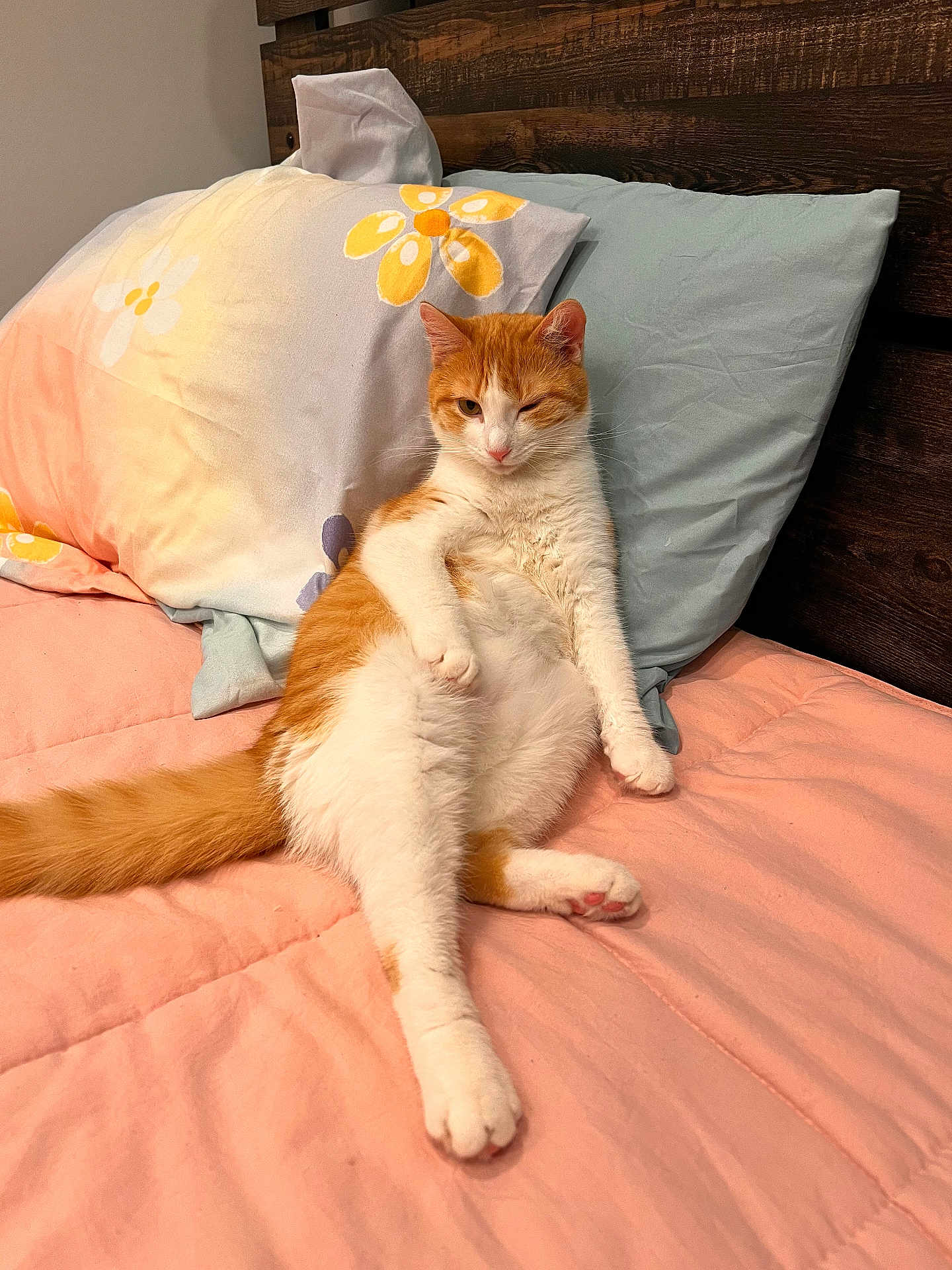 Reylun is registered to the contest to win money with this photo: animal, bed, cat, cozy, cute, domestic_cat, feline, floral_pillow, fur, indoor, orange_cat, pet, pillow, pink_bedspread, relaxed, resting, sleepy, white_cat, winking, wooden_headboard