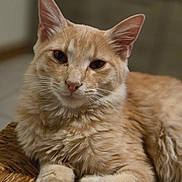 Itachi participe au concours pour gagner de l'argent avec cette photo : cat, ginger_cat, fluffy, pet, animal, indoor, furniture, woven_chair, relaxed, cute, whiskers, paws, portrait, closeup, feline, domestic_cat, resting, soft_fur, curious, looking_at_camera