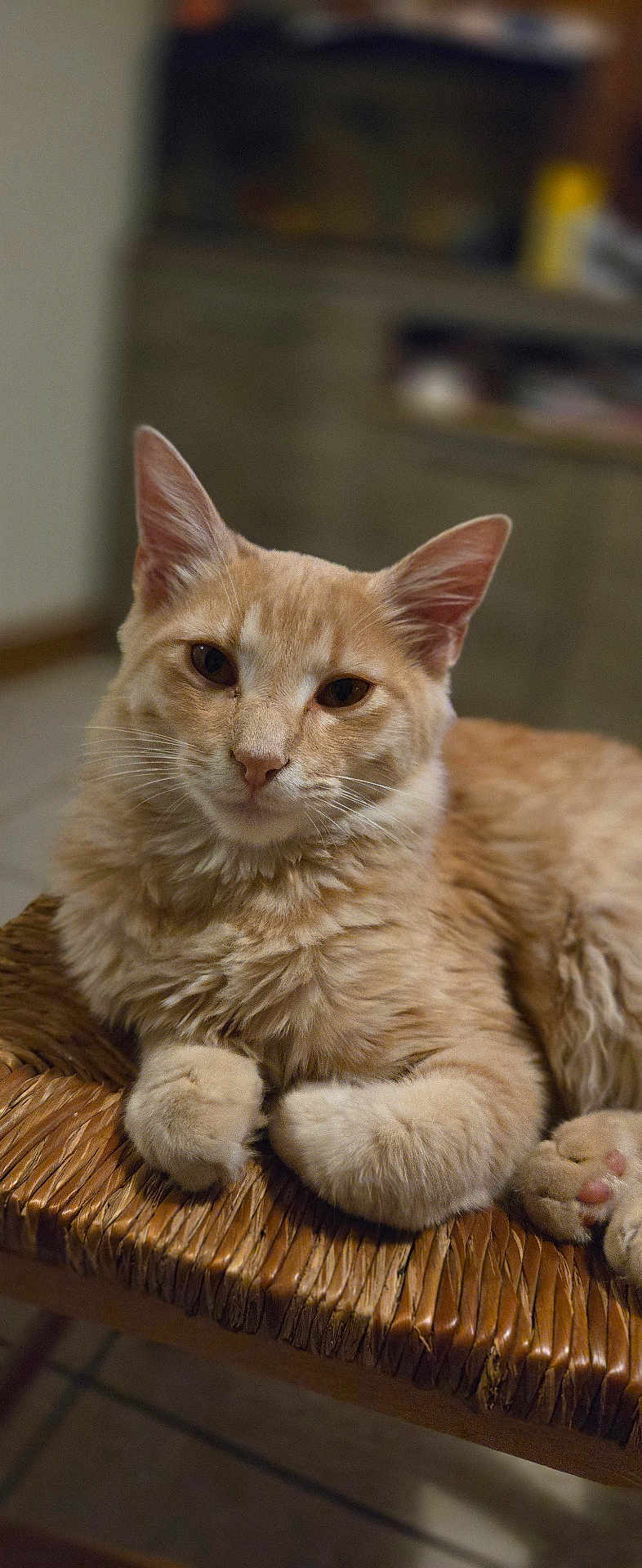 Itachi participe au concours pour gagner de l'argent avec cette photo : cat, ginger_cat, fluffy, pet, animal, indoor, furniture, woven_chair, relaxed, cute, whiskers, paws, portrait, closeup, feline, domestic_cat, resting, soft_fur, curious, looking_at_camera
