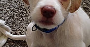 Maverick joined the competition — help win amazing prizes! animal, attention, brown, carpet, collar, companion, cute, dog, ears, fur, indoor, looking, nose, paw, pet, puppy, sitting, small, white, young
