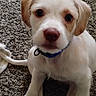 animal, attention, brown, carpet, collar, companion, cute, dog, ears, fur, indoor, looking, nose, paw, pet, puppy, sitting, small, white, young