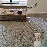 cable, carpet, cozy, dog, floor, furniture, gaming_console, headphones, indoor, living_room, pet, power_cord, puppy, relaxing, small_dog, technology, television, tv_stand, wall_outlet, wooden