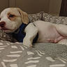 Maverick is registered to the contest to win money with this photo: animal, bed, blue_harness, canine, close_up, cozy, cute, dog, fur, indoor, lying_down, patterned_bed, paw, pet, puppy, relaxed, resting, sleepy, soft_lighting, young_dog