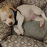 Maverick is registered to the contest to win money with this photo: adorable, animal, blue_harness, brown_ear, comfortable, cozy, cute, dog_bed, domestic, indoors, pet, pink_paws, puppy, relaxed, resting, sleeping, small_dog, soft, white_fur, young