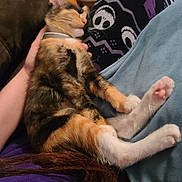 Lilly Billy is registered to the contest to win money with this photo: cat, kitten, sleeping, lap, person, hand, pajamas, pattern, spooky_faces, fur, indoor, relaxation, comfort, cozy, animal, pet, clothing, legs, floor, couch
