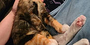Lilly Billy is registered to the contest to win money with this photo: animal, cat, clothing, comfort, couch, cozy, floor, fur, hand, indoor, kitten, lap, legs, pajamas, pattern, person, pet, relaxation, sleeping, spooky_faces