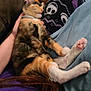cat, kitten, sleeping, lap, person, hand, pajamas, pattern, spooky_faces, fur, indoor, relaxation, comfort, cozy, animal, pet, clothing, legs, floor, couch
