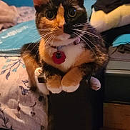 Lilly Billy joined the competition — help win amazing prizes! animal, bed, bedroom, calico, cat, collar, curious, cute, domestic_animal, feline, furniture, home, indoor, looking, mammal, paws, pet, resting, tag, whiskers