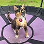 Lilly Billy is registered to the contest to win money with this photo: cat, calico_cat, trampoline, outdoor, grass, fence, collar, pet, animal, green_eyes, purple, playful, alert, domestic_cat, whiskers, ears, tail, paws, nature, daytime