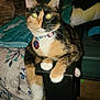 Lilly Billy is registered to the contest to win money with this photo: animal, bed, bedroom, black, calico, cat, closeup, collar, curious, cute, domestic, feline, fur, indoor, orange, paws, pet, resting, whiskers, white