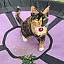 Lilly Billy joined the competition — help win amazing prizes! cat, calico_cat, green_eyes, trampoline, purple, outdoor, grass, leaves, pet, animal, fence, nature, sitting, looking, whiskers, ears, collar, playful, domestic_cat, feline