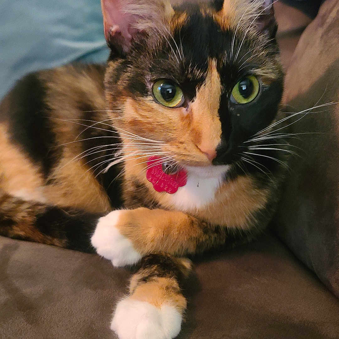 Lilly Billy joined the competition — help win amazing prizes! alert, animal, calico_cat, cat, close_up, collar, couch, cozy, domestic_cat, feline, flower_tag, fur, green_eyes, indoor, pet, pillow, relaxing, remote_control, whiskers, white_paws