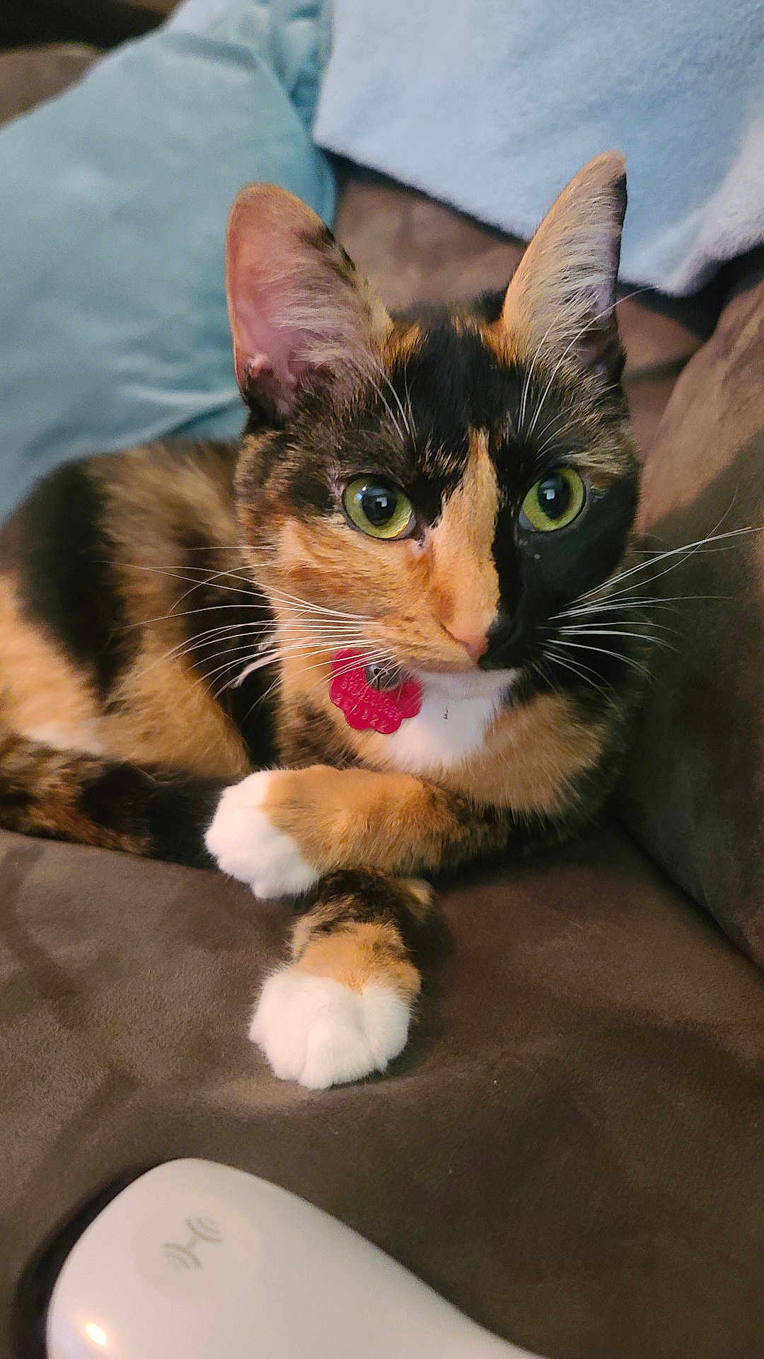 Lilly Billy joined the competition — help win amazing prizes! cat, calico_cat, pet, animal, indoor, couch, pillow, remote_control, green_eyes, white_paws, collar, flower_tag, fur, whiskers, alert, relaxing, cozy, close_up, domestic_cat, feline